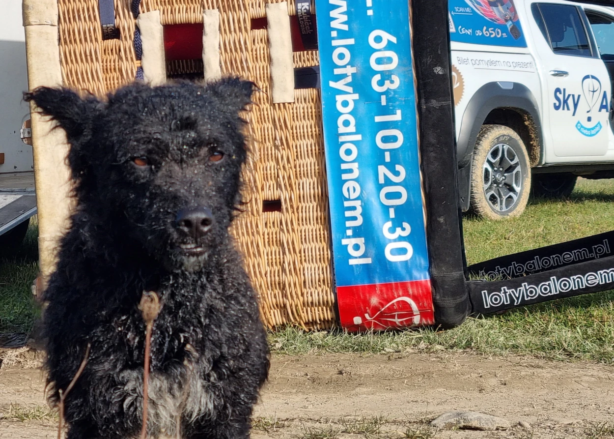 pies-owca-mieszaniec